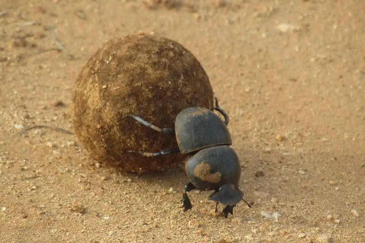 Addo Dung Beetle Guest Farm Dung Beetle